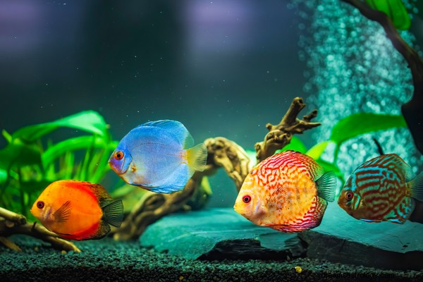 What Do Fish Dreams Mean? Unlocking Their Symbolic Power