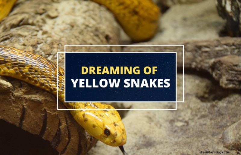 Yellow Snakes in Dreams: Decoding Their Symbolic Meanings