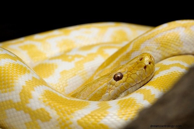 Yellow Snakes in Dreams: Decoding Their Symbolic Meanings