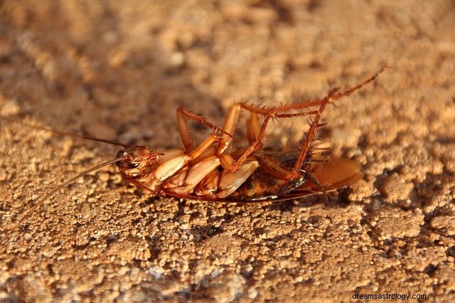 Decoding Dreams: What Cockroach Imagery Says About Your Life