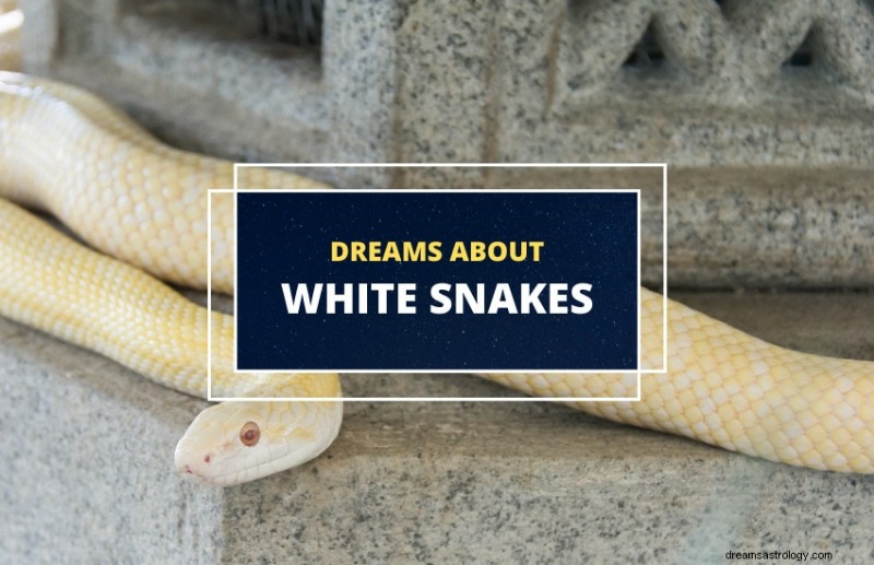 Interpreting White Snake Dreams: Symbolism, Meaning, and Insights