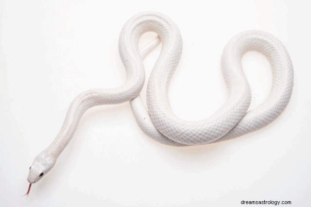 Interpreting White Snake Dreams: Symbolism, Meaning, and Insights