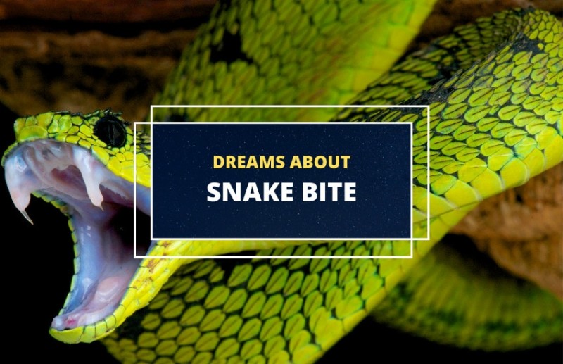Unveiling the Symbolism Behind Dreaming of a Snake Bite