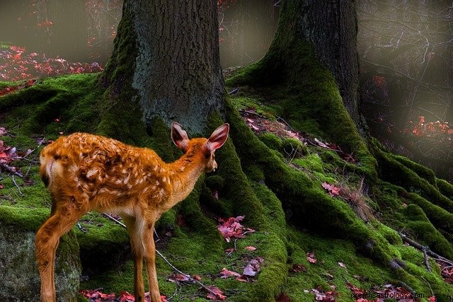 Decoding Deer Dreams: Expert Insights into Their Meaning and Significance