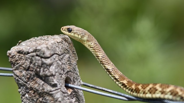 Unveiling the Symbolism: 21 Insightful Interpretations of Snake Dreams
