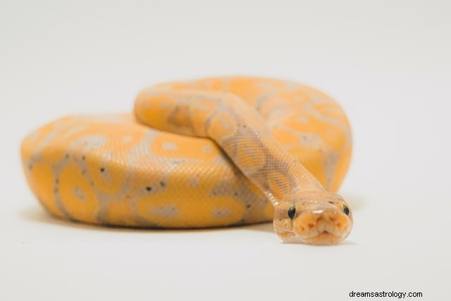 Unveiling the Symbolism: 21 Insightful Interpretations of Snake Dreams