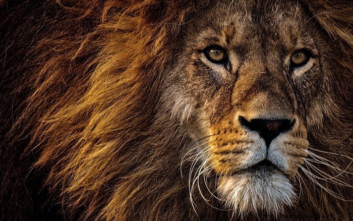 Interpreting a Lion Chase Dream: Symbolism & Insight