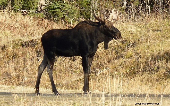 Moose Dream Interpretations: Symbolism & Meaning Explained