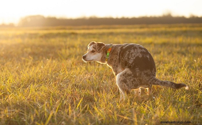Decoding the Symbolic Meaning of Dreaming About Dog Poop