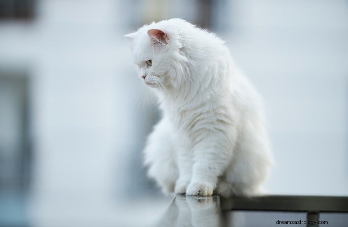 What a White Cat in Your Dream Means: Symbolism & Insights