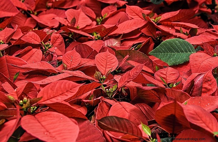 Poinsettia in Dreams: Symbolic Meaning & Spiritual Insights