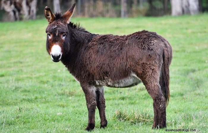 Donkey Dreams Explained: Symbolic Meanings & Interpretation