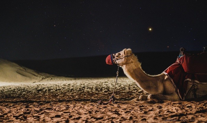 Camel: Symbolism & Dream Interpretation – Endurance, Journeys & Spiritual Insight