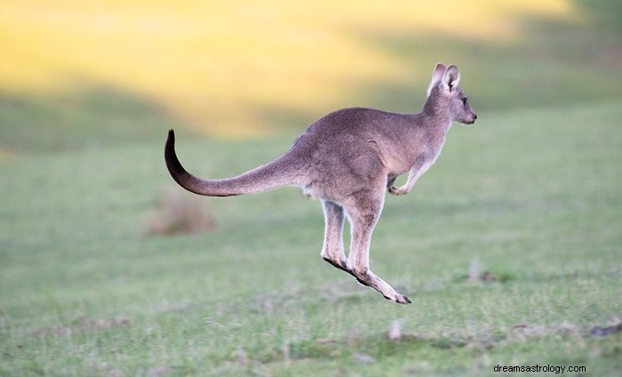 Kangaroo Dreams: Symbolism & Meaning Explained