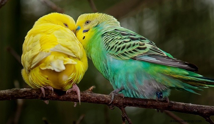 Parrot Dreams: Decoding Their Meaning & Symbolic Significance