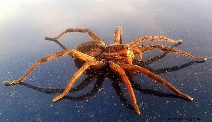 Giant Spiders in Dreams: Symbolic Meanings & Insights