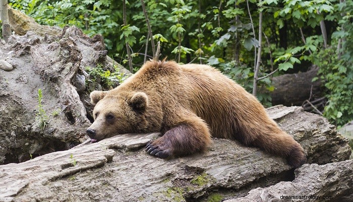 Brown Bear Dreams: Symbolism, Meaning, and Spiritual Significance