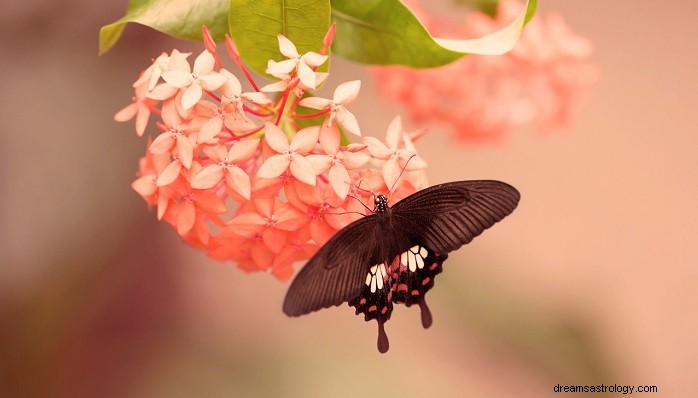 The Brown Butterfly: Symbolism, Meaning, and Cultural Significance