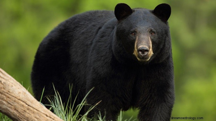 Black Bear Dreams: Unveiling Their Symbolic Meanings