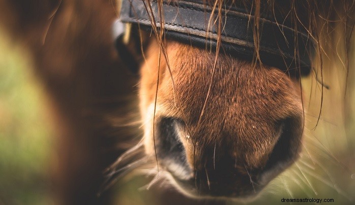 Brown Horses: Interpreting Dreams and Symbolic Meaning