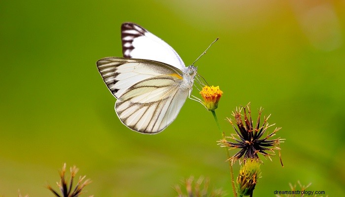 White Butterfly Symbolism: Meaning, Significance, and Spiritual Insight