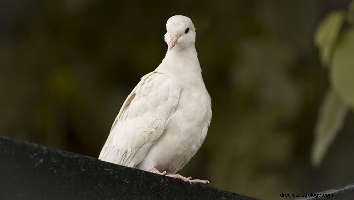 The Dove & Olive Branch: A Timeless Symbol of Peace, Grace, and Mercy