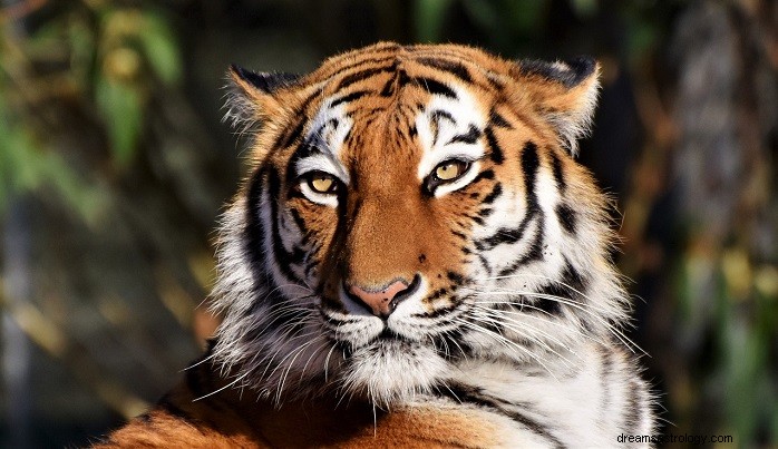 Unveiling the Symbolism: What Dreams About Tigers Reveal