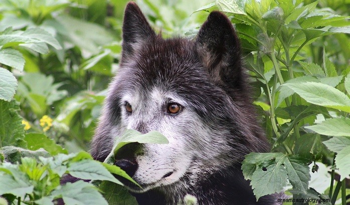 Unpacking the Symbolism of Wolves in Dreams: Meaning, Interpretation & Insights