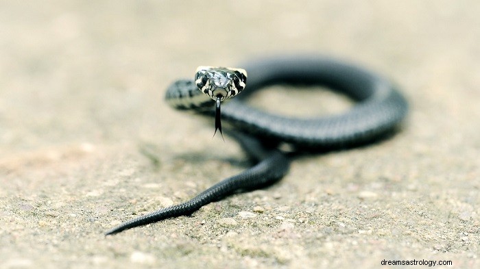 What Seeing Snakes in Real Life Really Means