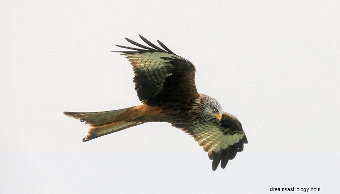 The Significance of Hawks Appearing on Your Path: Interpretations and Messages