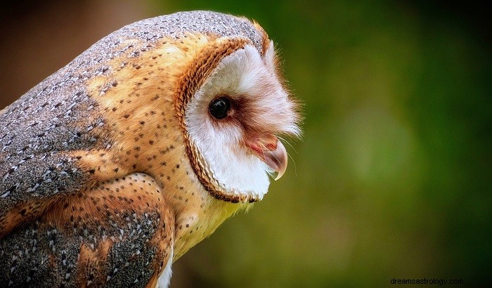 The Significance of an Owl Crossing Your Path