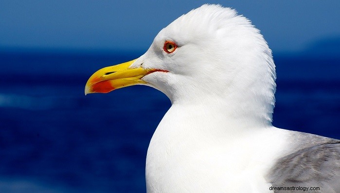 Seagull: Spirit Animal Insights, Totem Significance, and Symbolic Meanings