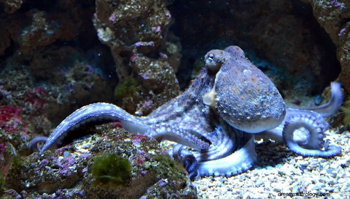 Octopus Dreams Explained: Symbolism, Meaning, and Psychological Insights