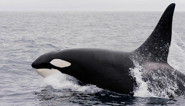 Decoding Dreams of Killer Whales: Symbolism, Meaning, and Interpretation