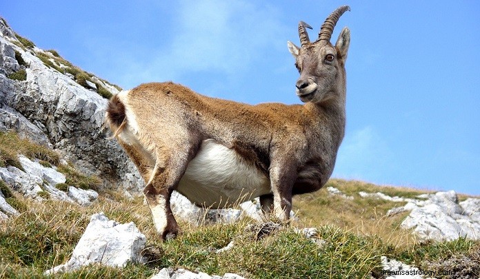 Unlocking the Meaning of Dreaming About Goats: Interpretations & Insights