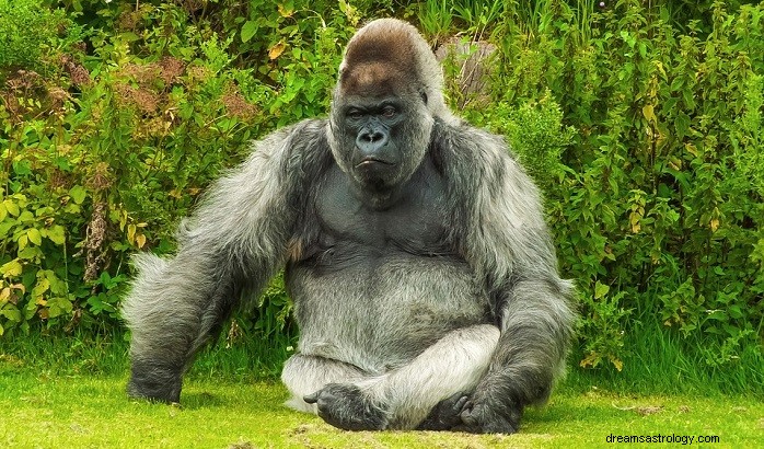 Understanding Dreams About Gorillas: Their Meaning and Interpretation