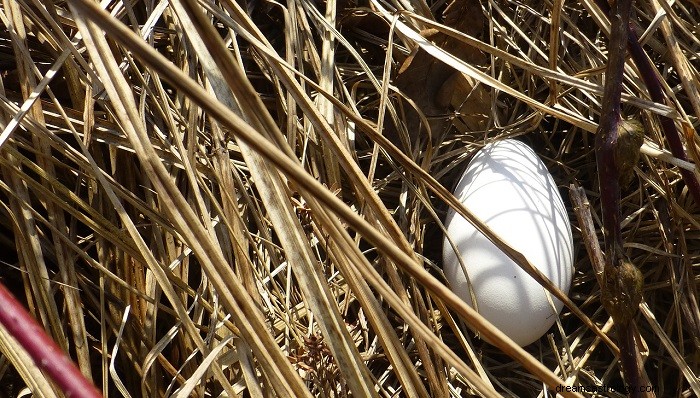 Unpacking Egg Dreams: Symbolism, Meanings, and Interpretation