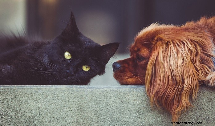 Understanding Animal Dreams: Symbolism, Meaning, and Insight