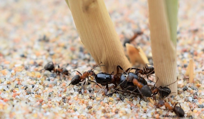 Interpreting Dreams About Ants: What They Reveal About Your Life