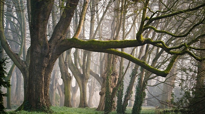 Biblical Interpretation of Wood in Dreams: Spiritual Significance Explained