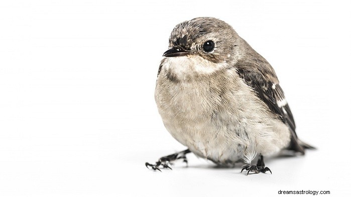 Birds Landing on You in a Dream: Deep Meaning & Expert Interpretation