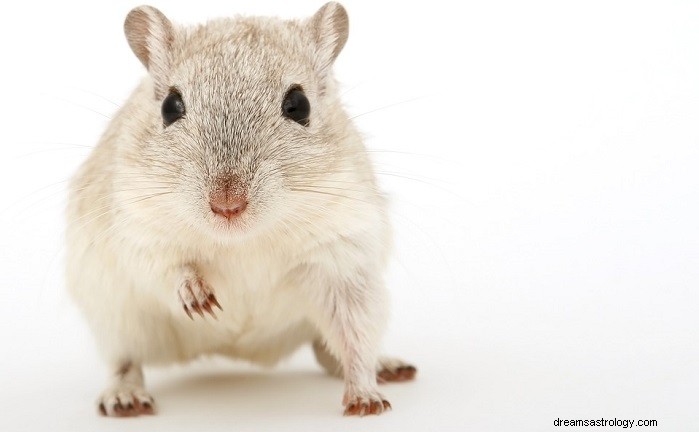 Decoding Mouse Dreams: What They Reveal About Your Life