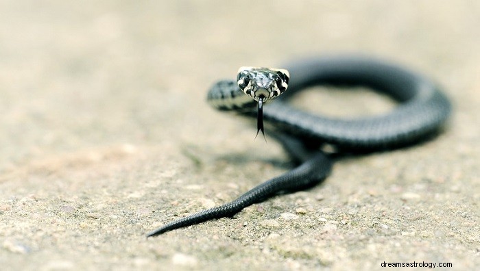 Biblical Insights: Decoding the Symbolism of Snakes in Dreams
