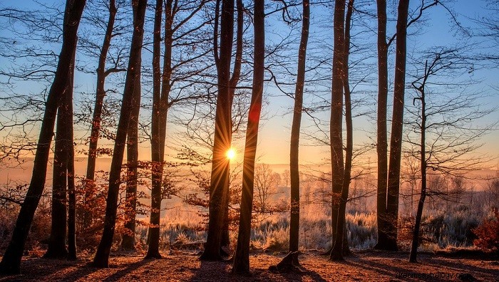 Decoding Dreams: Biblical Significance of Trees in Your Sleep