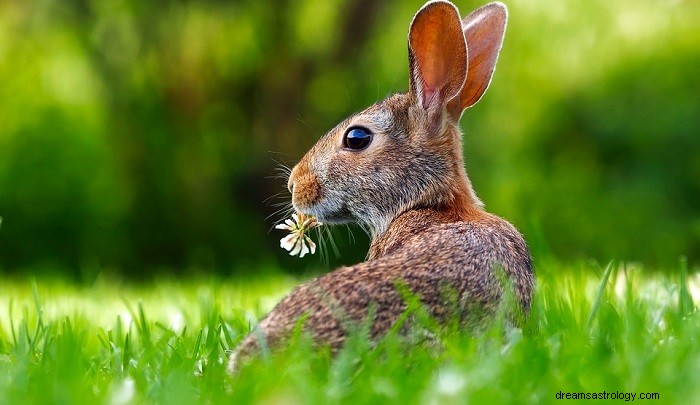 Biblical Interpretation of Rabbits in Dreams: Symbolic Meaning & Spiritual Guidance