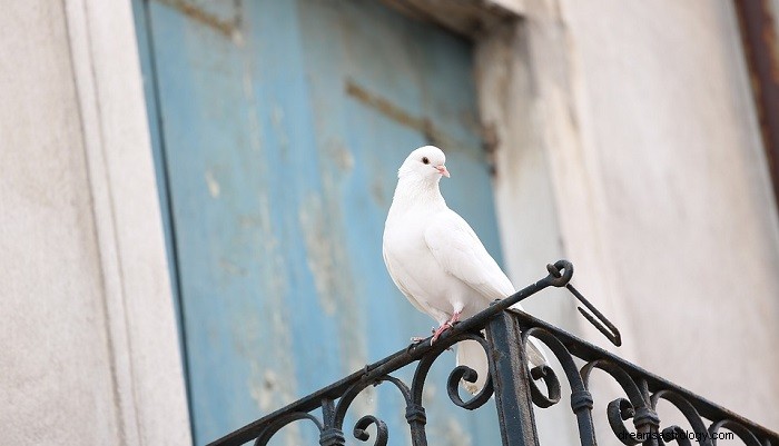 Birds in Biblical Dreams: Symbolic Interpretations & Insights