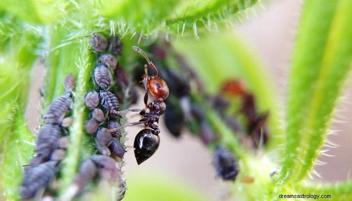 Biblical Interpretation of Ants in Dreams: Symbolic Significance & Spiritual Insights