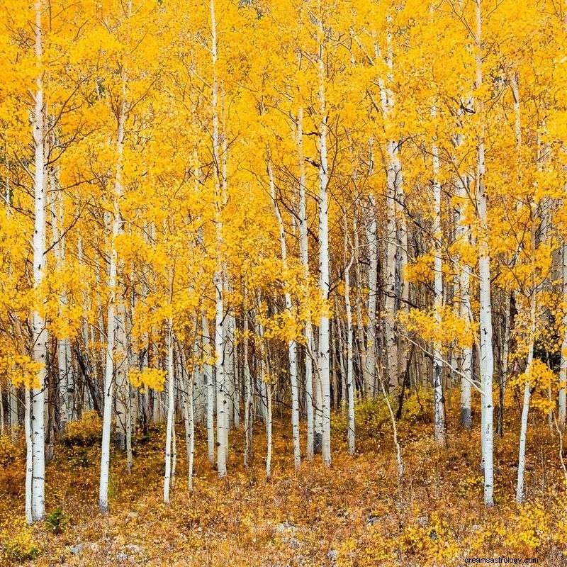 Discover Your Birth Month’s Color & Its Meaning – A 12‑Month Guide