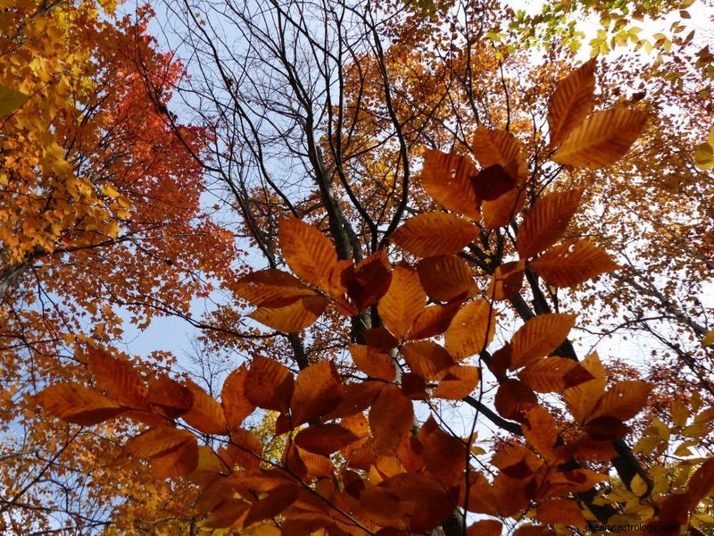 Discover Your Birth Month’s Color & Its Meaning – A 12‑Month Guide