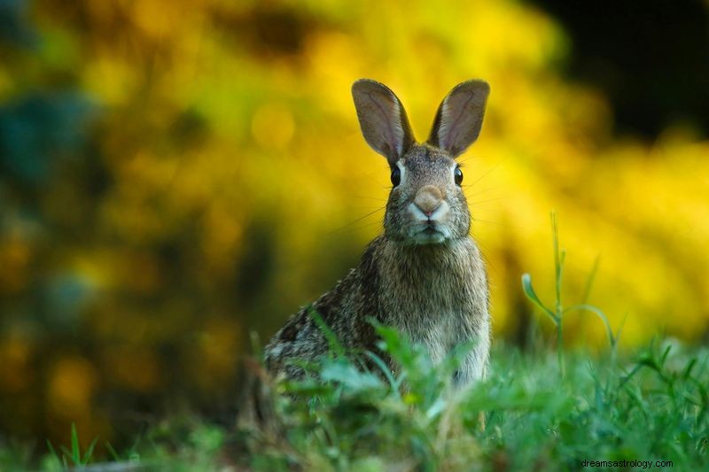 Your Lucky Day in March 2025: Chinese Zodiac Predictions for Every Sign